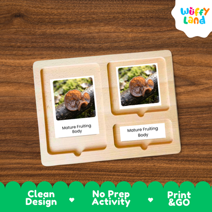 Wood Ear Mushroom Life Cycle Flashcards 3 Part Cards Montessori Science Printable