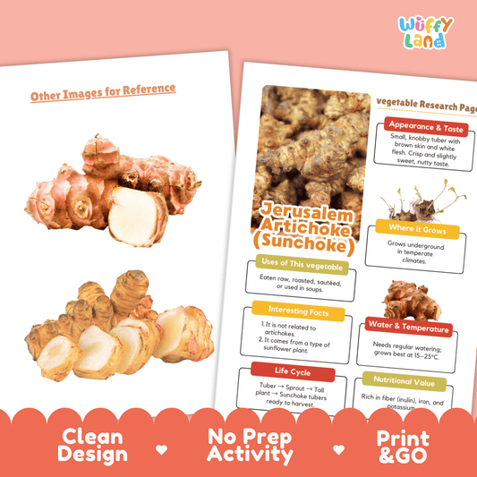 Jerusalem Artichoke Sunchoke Vegetable Research Activity Worksheet Science