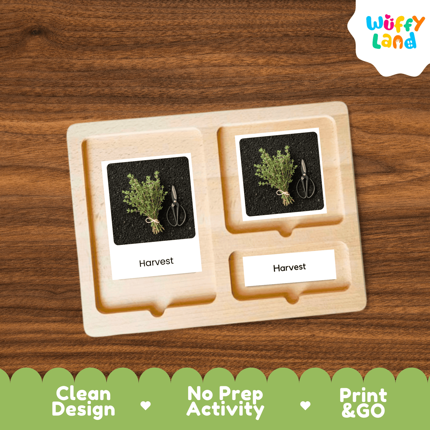Thyme Life Cycle Montessori 3-Part Cards - Science Botany Flashcards