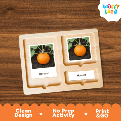 Pumpkin Life Cycle Flashcards Montessori 3 Part Cards Science Activity