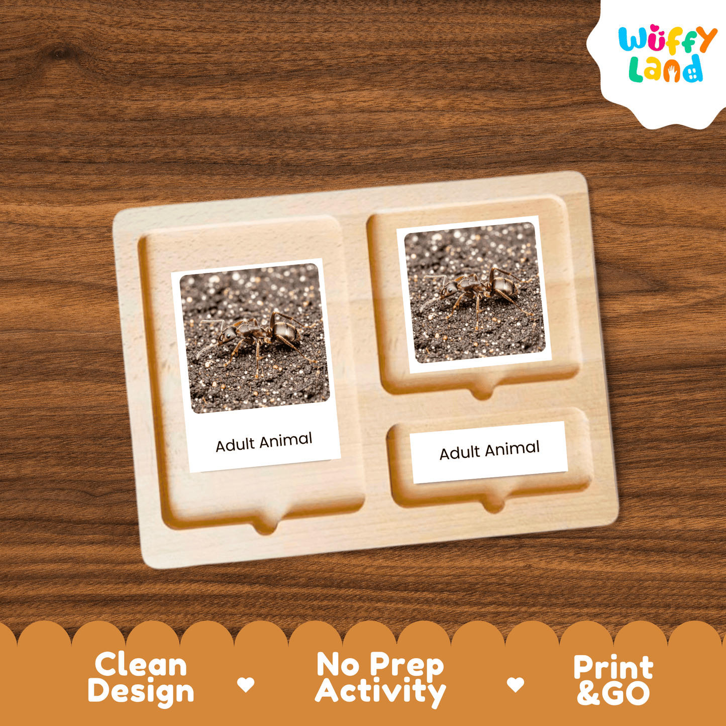 Ant Life Cycle Montessori 3-Part Cards - Science Zoology Flashcards