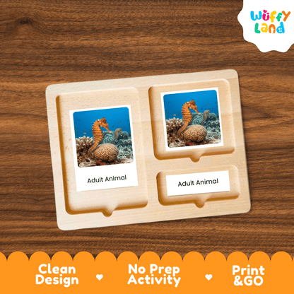 Seahorse Life Cycle Montessori 3-Part Cards - Science Zoology Marine Flashcards