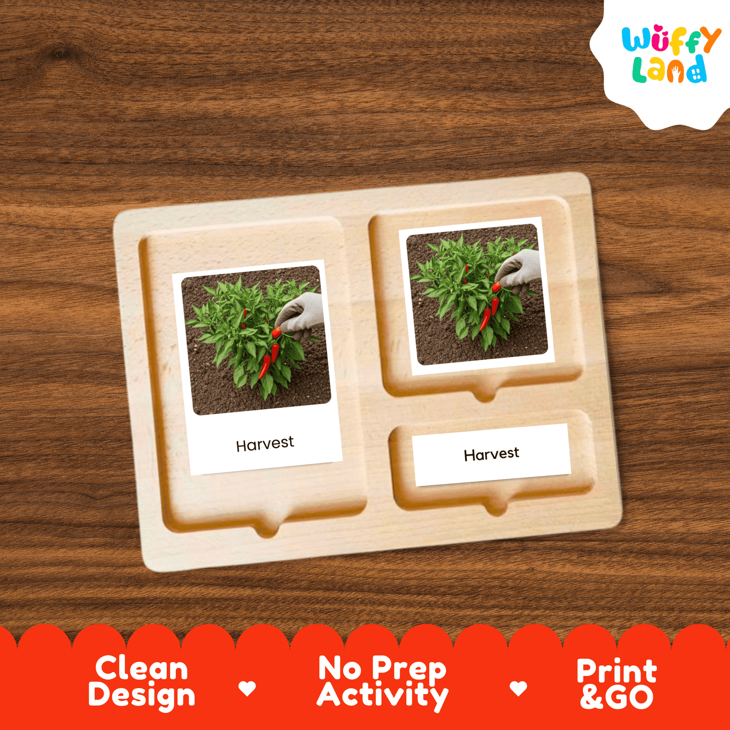 Chili Pepper Life Cycle Flashcards Montessori 3 Part Cards Science Activity Garden