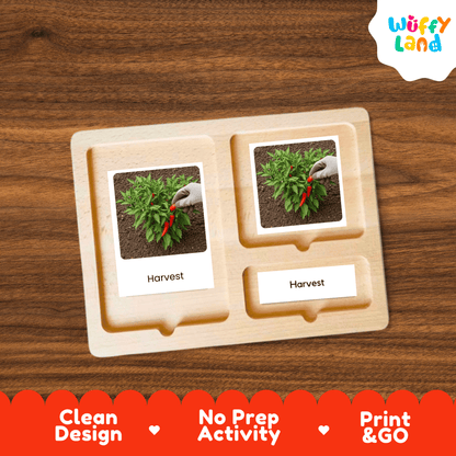 Chili Pepper Life Cycle Flashcards Montessori 3 Part Cards Science Activity Garden