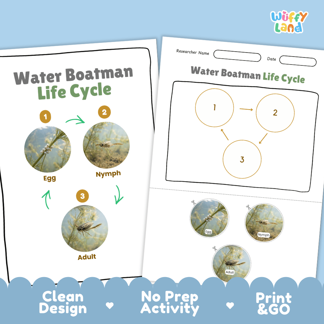 Water Boatman Life Cycle Poster and Cut and Paste Activity Worksheet