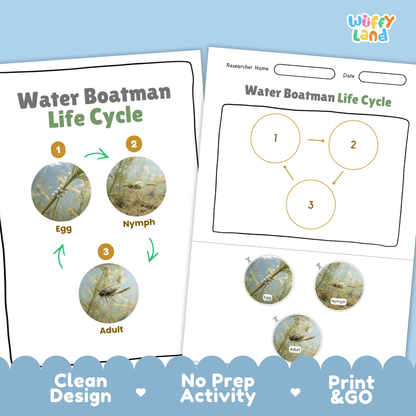 Water Boatman Life Cycle Poster and Cut and Paste Activity Worksheet