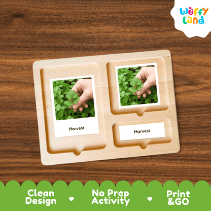 Coriander Life Cycle Flashcards Montessori 3 Part Cards Science Activity Garden