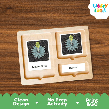 Agave Life Cycle Montessori 3-Part Cards - Science Botany Flashcards