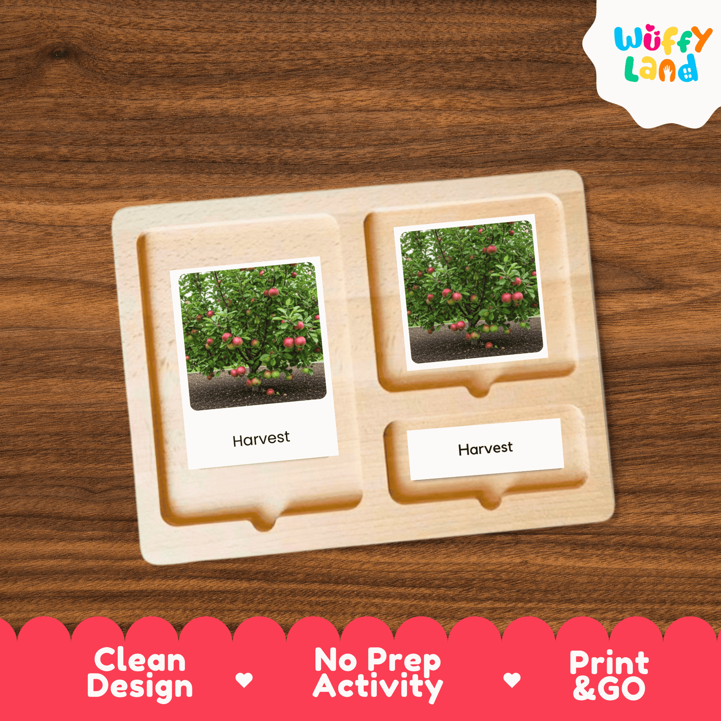 Apple Life Cycle Montessori 3-Part Cards - Science Botany Flashcards