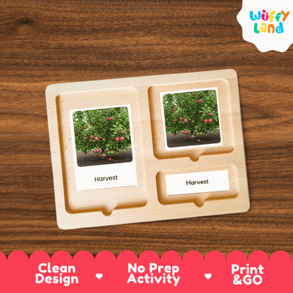 Apple Life Cycle Montessori 3-Part Cards - Science Botany Flashcards