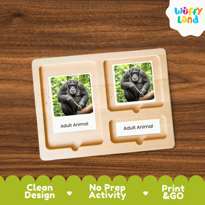 Monkey Life Cycle Montessori 3-Part Cards - Science Zoology Mammal Flashcards