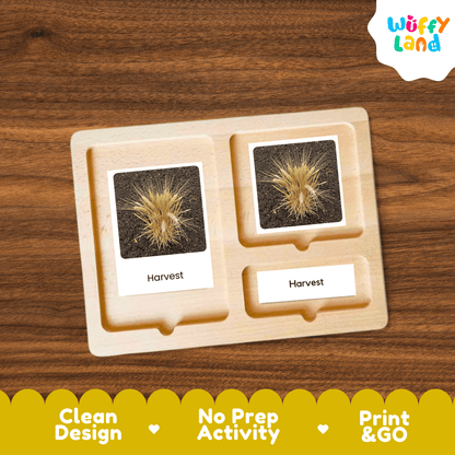 Barley Life Cycle Montessori 3-Part Cards - Science Botany Flashcards