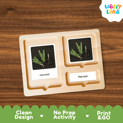 Rosemary Life Cycle Montessori 3-Part Cards - Science Botany Flashcards