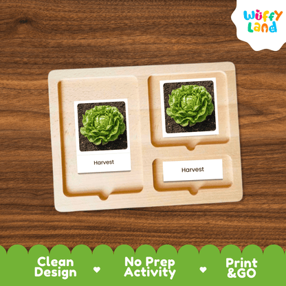 Lettuce Life Cycle Flashcards Montessori 3 Part Cards Science Activity Garden