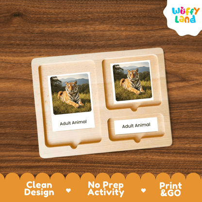 Tiger Life Cycle Montessori 3-Part Cards - Science Zoology Mammal Flashcards