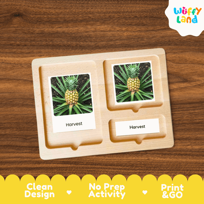 Pineapple Life Cycle Montessori 3-Part Cards - Science Botany Flashcards