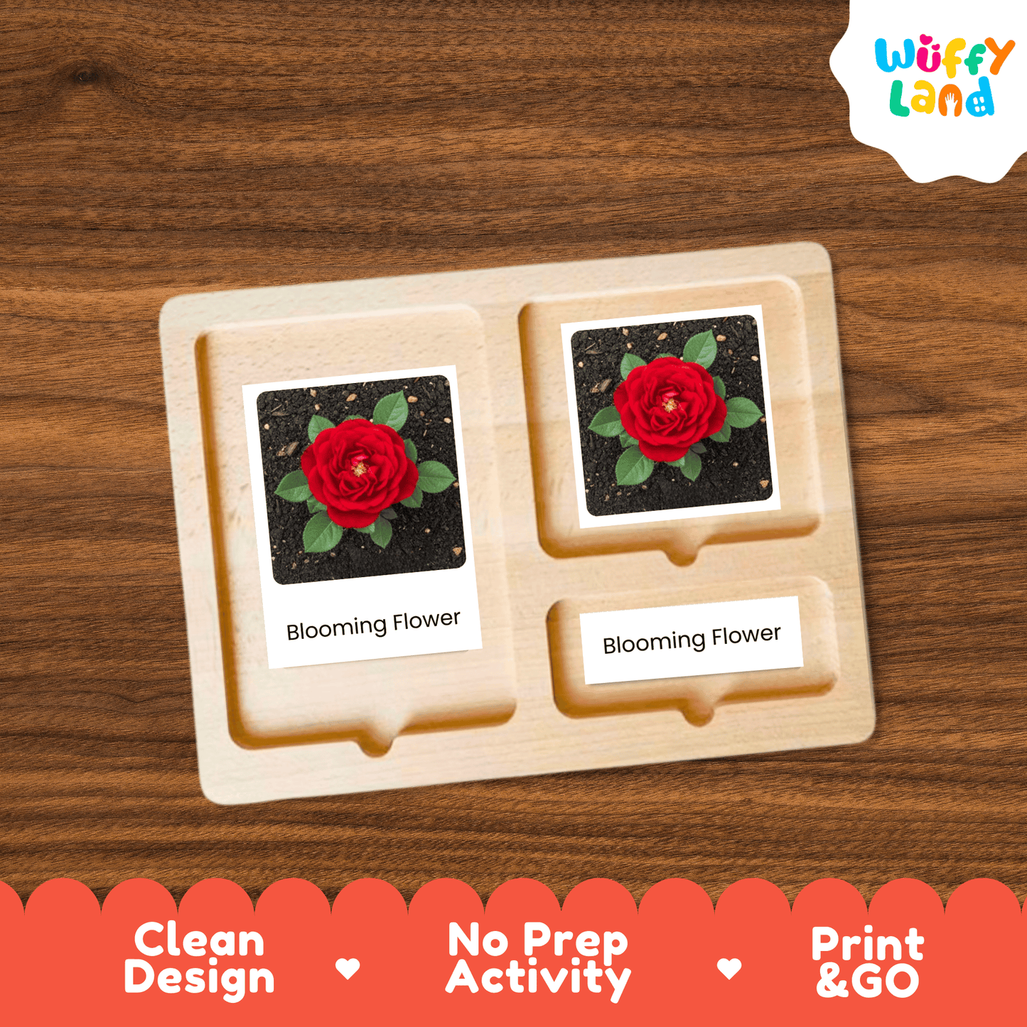 Rose Life Cycle Montessori 3-Part Cards - Science Botany Flashcards
