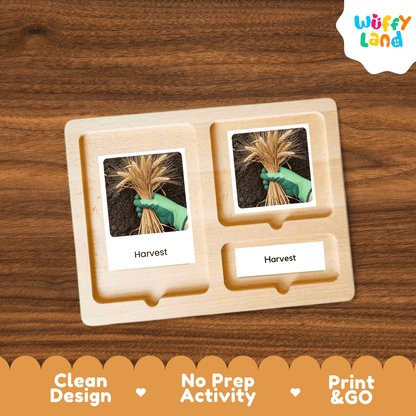 Wheat Life Cycle Montessori 3-Part Cards - Science Botany Flashcards
