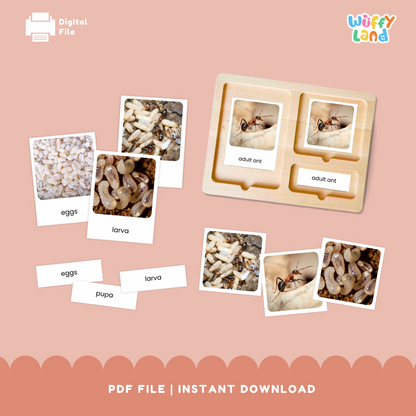 Kartu Siklus Hidup Semut Bagian 3 - Aktivitas Sains Montessori | Foto &amp; Label Asli