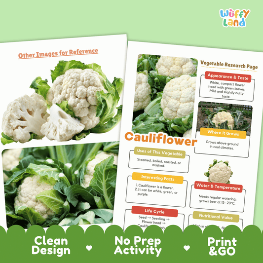 Cauliflower Research Project | Vegetable Science Activity | Plant Study | Food