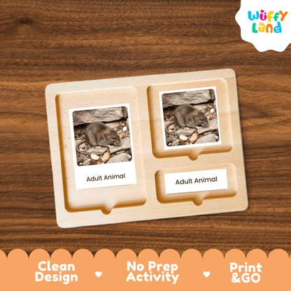 Rat Life Cycle Montessori 3-Part Cards - Science Zoology Rodent Flashcards
