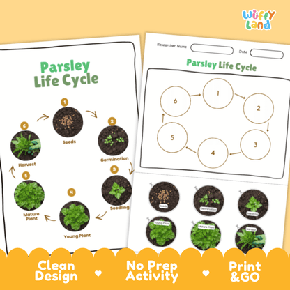 Parsley Lifecycle Poster and Cut and Paste Activity Worksheets | Plant Science Printables