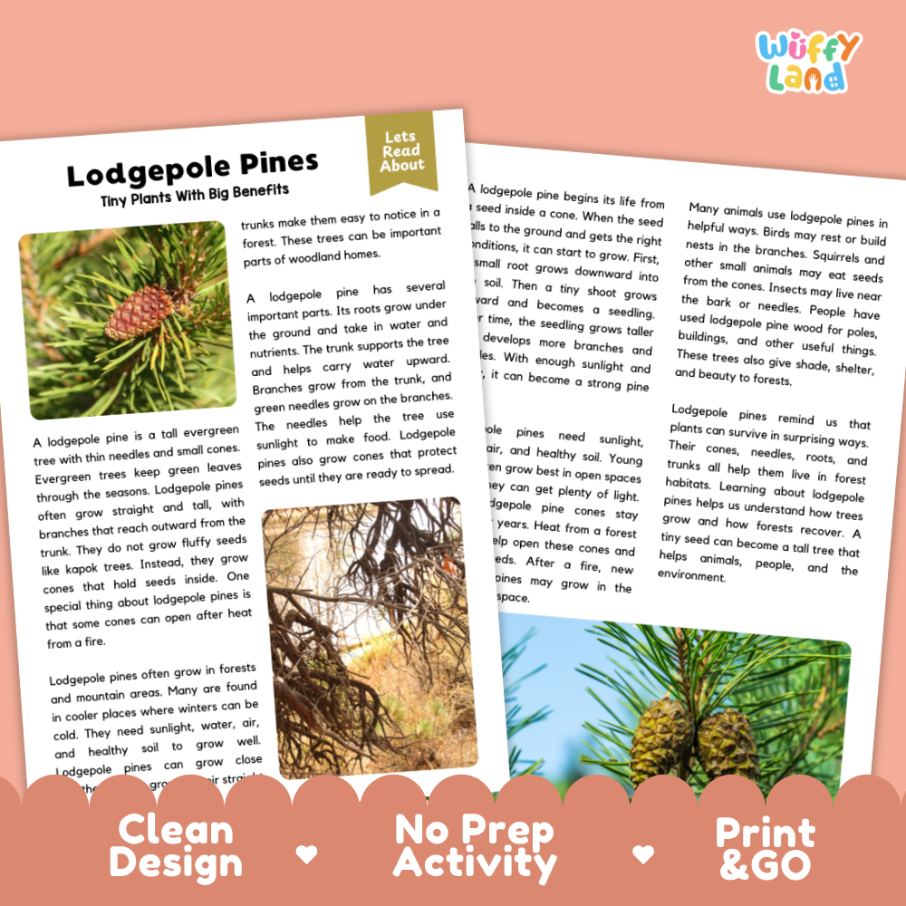 Lodgepole Pine Plant Reading Passages Worksheets and Comprehension Activity