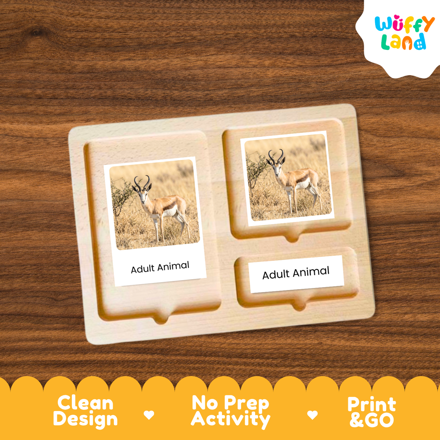Springbok Life Cycle Flashcards | Montessori 3 Part Cards Mammal Activity