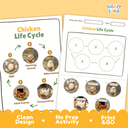 Chicken Lifecycle Poster and Cut and Paste Activity Worksheets | Animal Science Printables