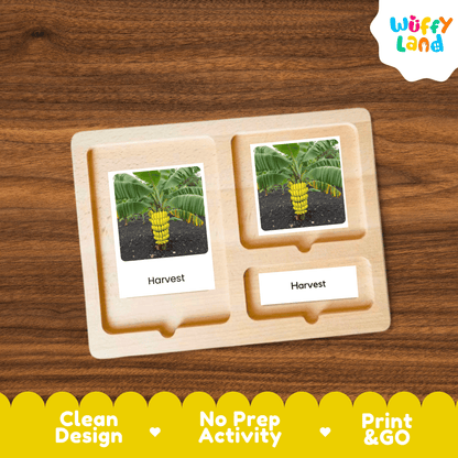 Banana Life Cycle Montessori 3-Part Cards - Science Botany Flashcards