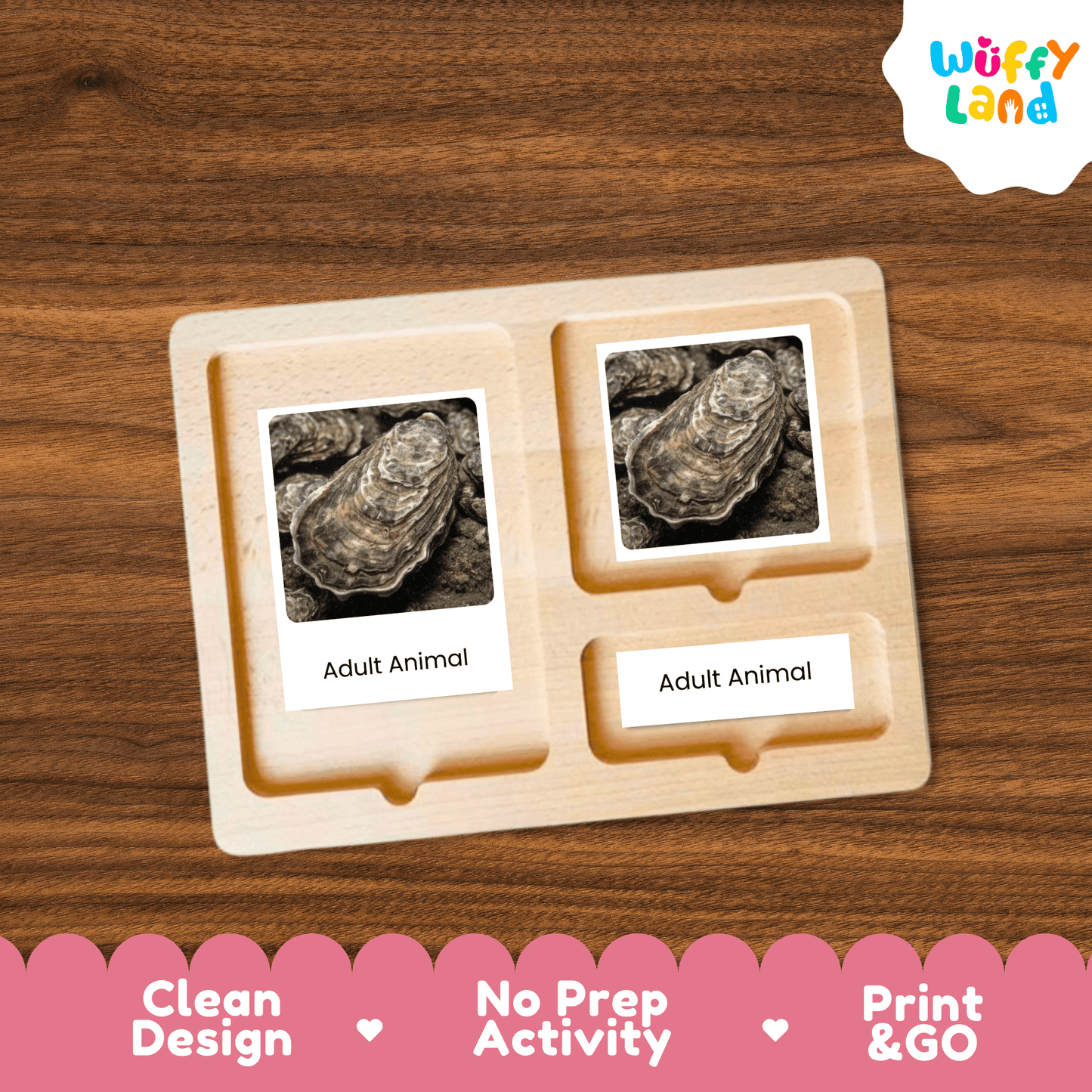 Oyster Life Cycle Montessori 3-Part Cards - Science Zoology Flashcards