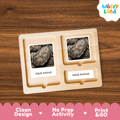 Oyster Life Cycle Montessori 3-Part Cards - Science Zoology Flashcards