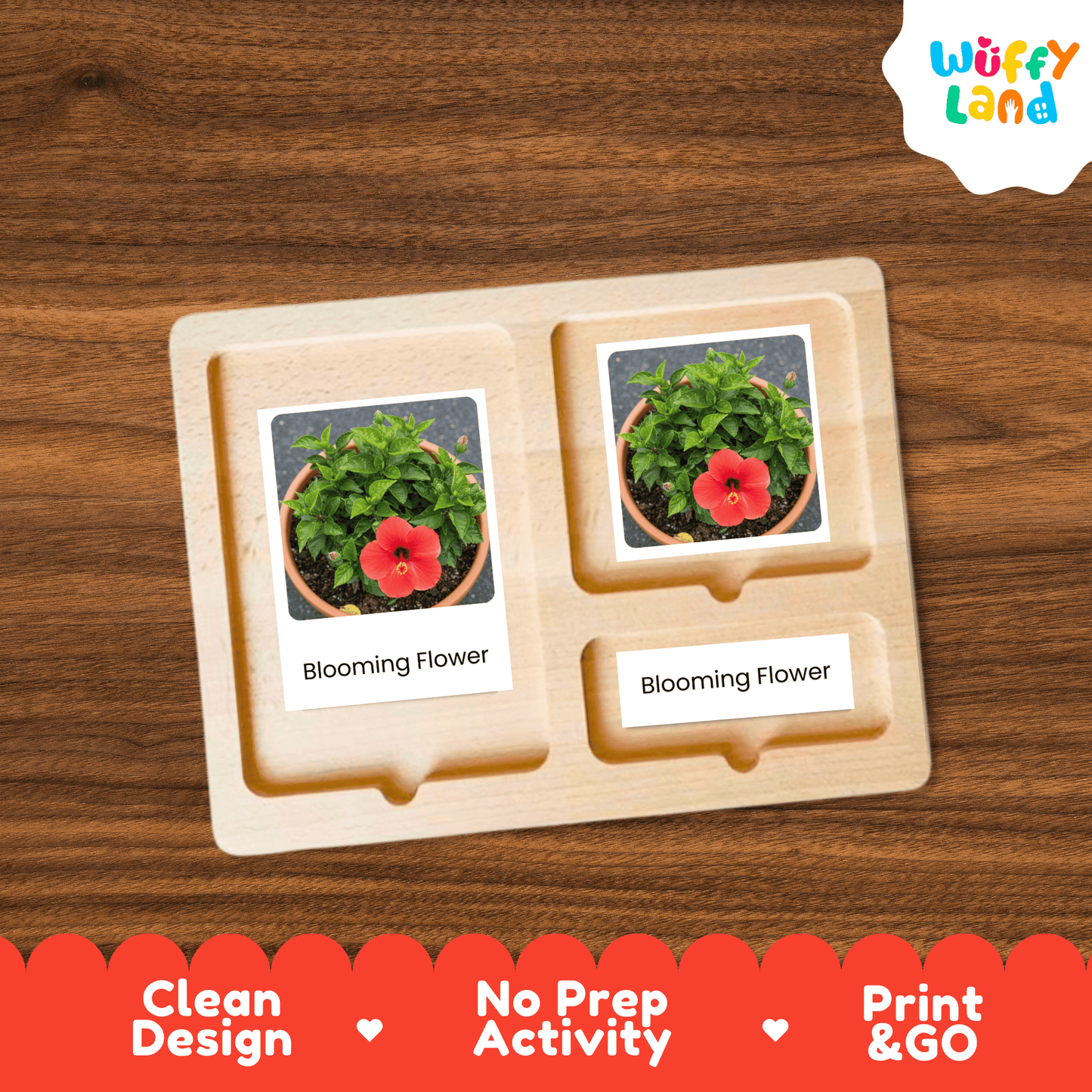 Hibiscus Life Cycle Montessori 3-Part Cards - Science Botany Flashcards