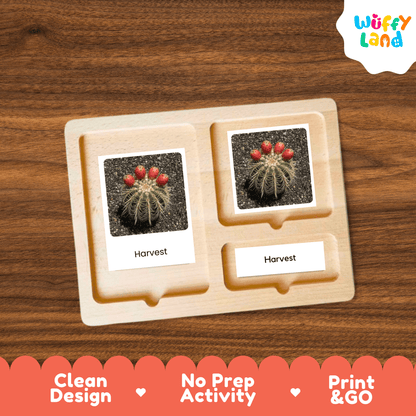 Cactus Life Cycle Montessori 3-Part Cards - Science Botany Flashcards