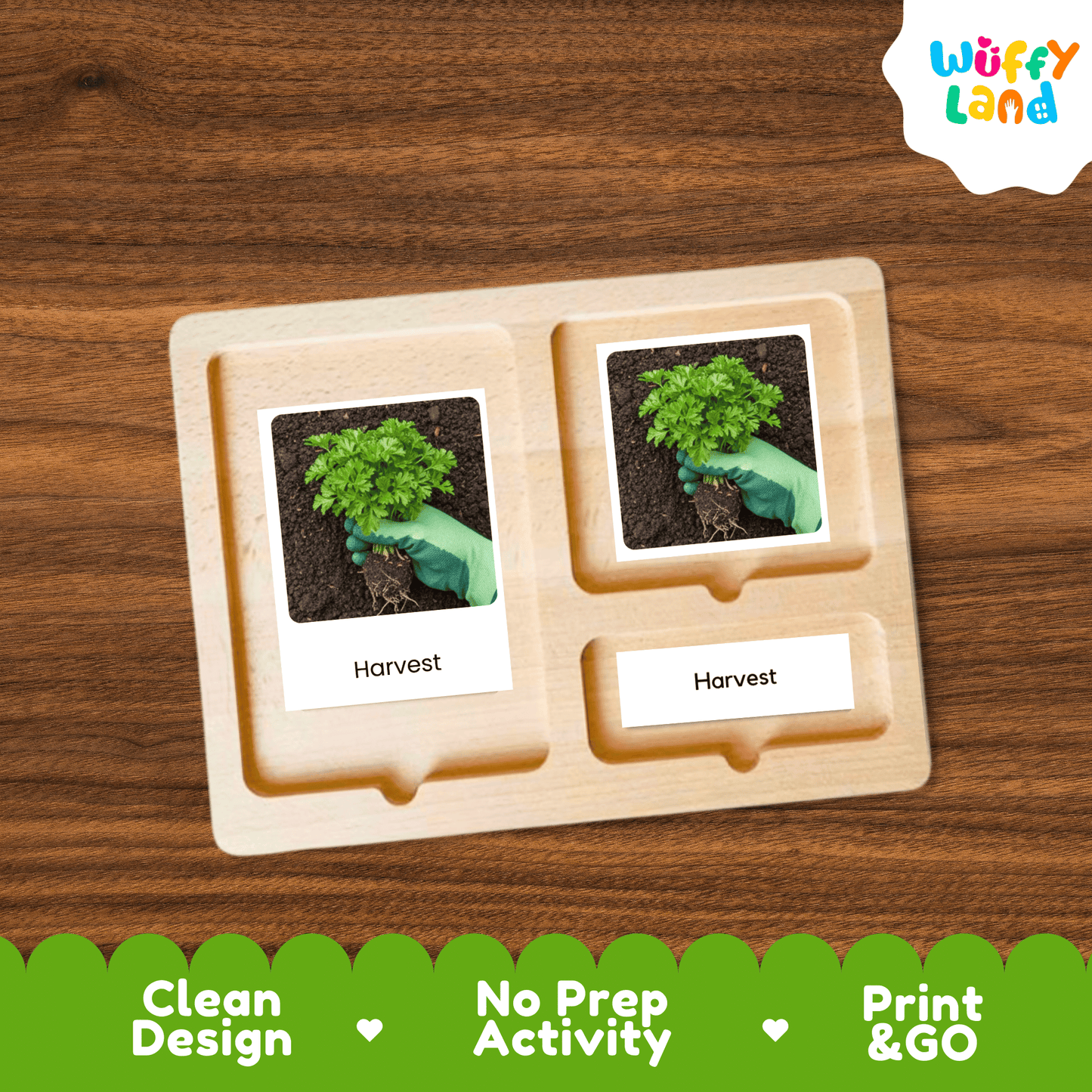 Parsley Life Cycle Activity Cut&Paste Worksheet Science Plant Growth Herb Garden