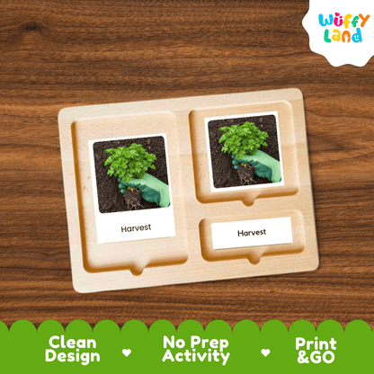 Parsley Life Cycle Activity Cut&Paste Worksheet Science Plant Growth Herb Garden