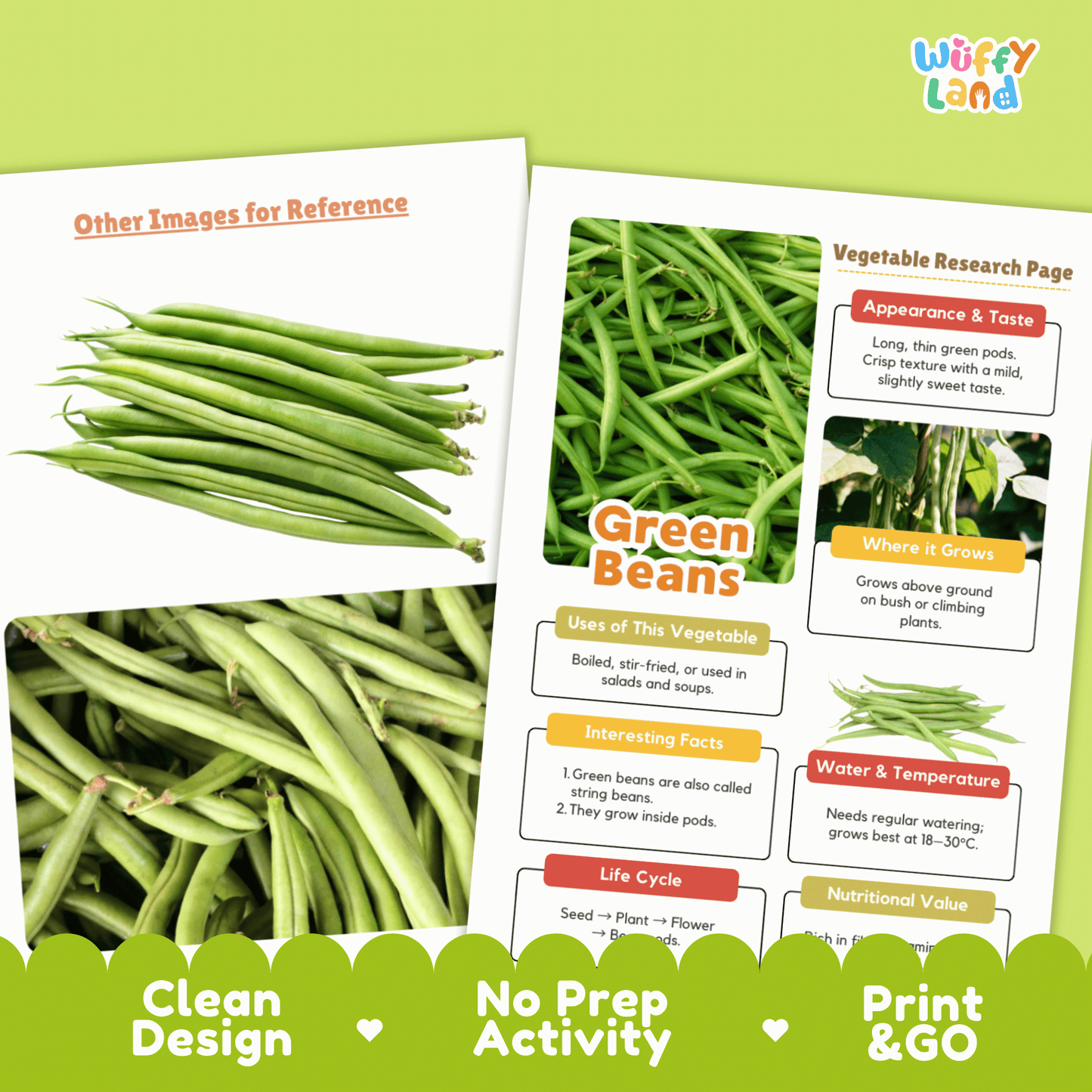 Green Beans Vegetable Research Activity Worksheet Science String Beans Gardening