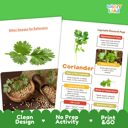 Coriander Research Activity Vegetable Science Worksheet Herb Garden Cilantro