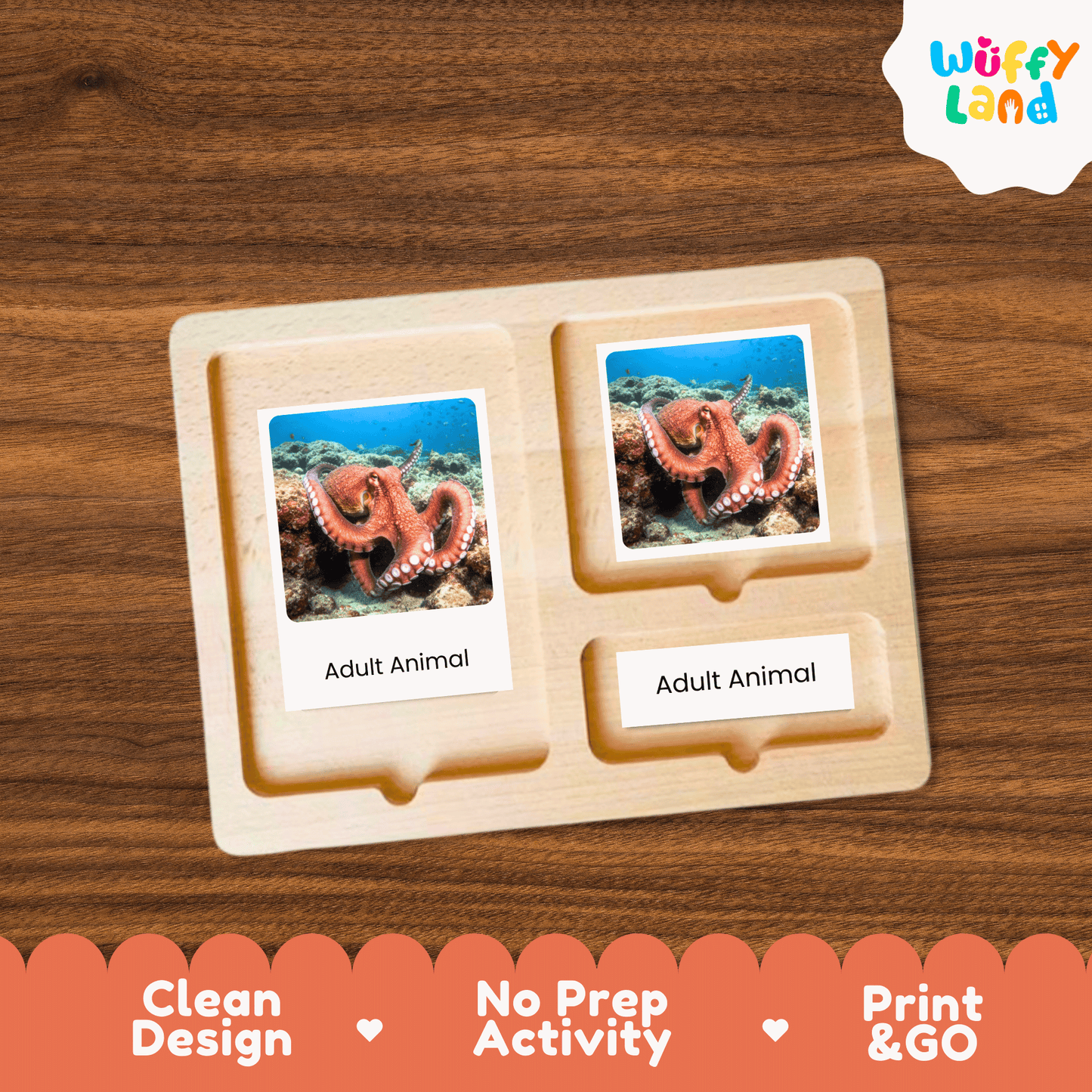 Octopus Life Cycle Montessori 3-Part Cards - Science Zoology Marine Flashcards