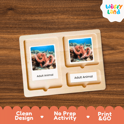 Octopus Life Cycle Montessori 3-Part Cards - Science Zoology Marine Flashcards