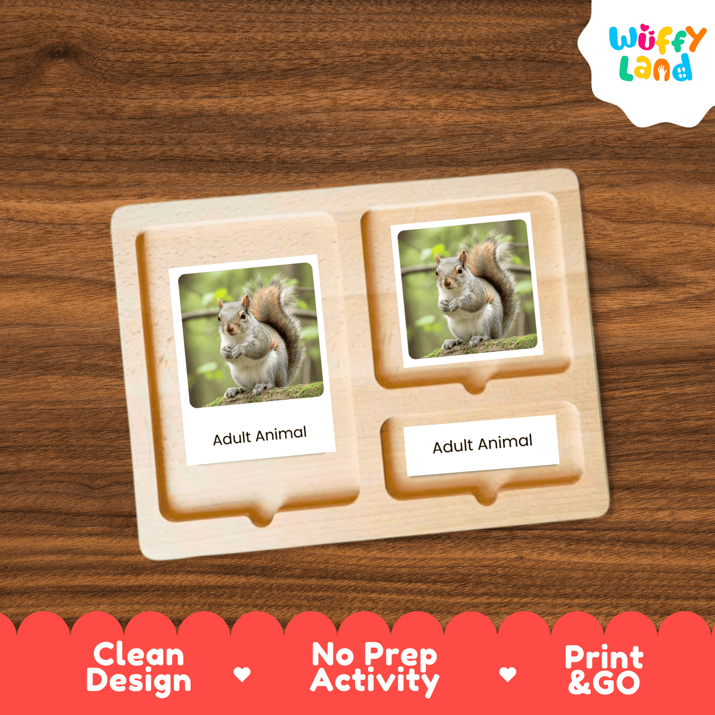 Squirrel Life Cycle Montessori 3-Part Cards - Science Zoology Mammal Flashcards
