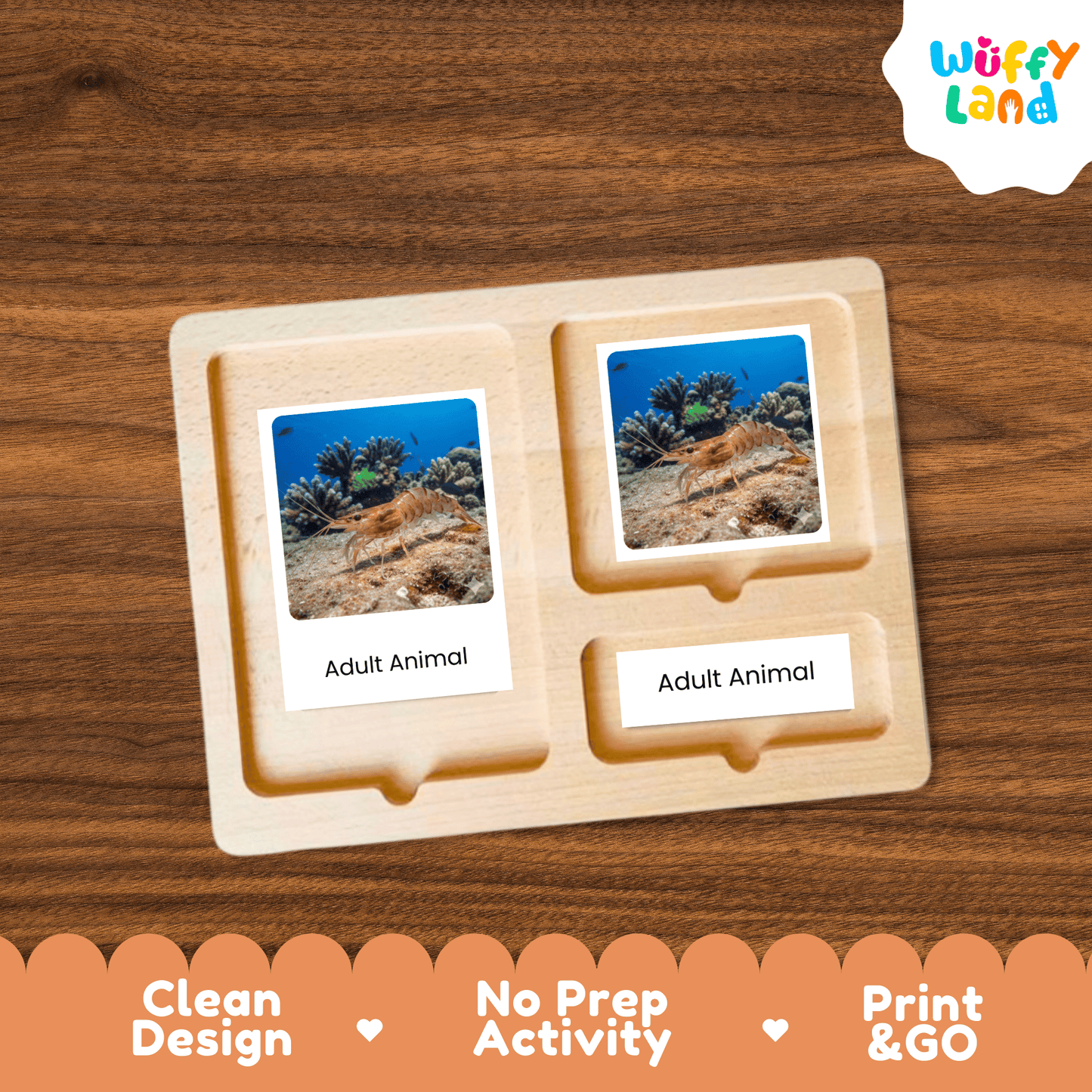 Shrimp Life Cycle Montessori 3-Part Cards - Science Zoology Flashcards