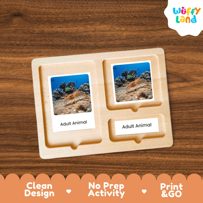 Shrimp Life Cycle Montessori 3-Part Cards - Science Zoology Flashcards