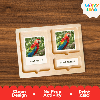 Parrot Life Cycle Montessori 3-Part Cards - Science Zoology Flashcards
