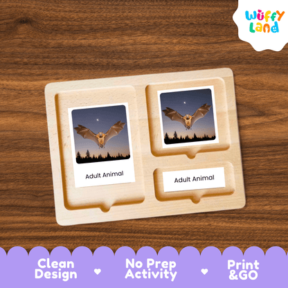 Bat Life Cycle Montessori 3-Part Cards - Science Zoology Mammal Flashcards