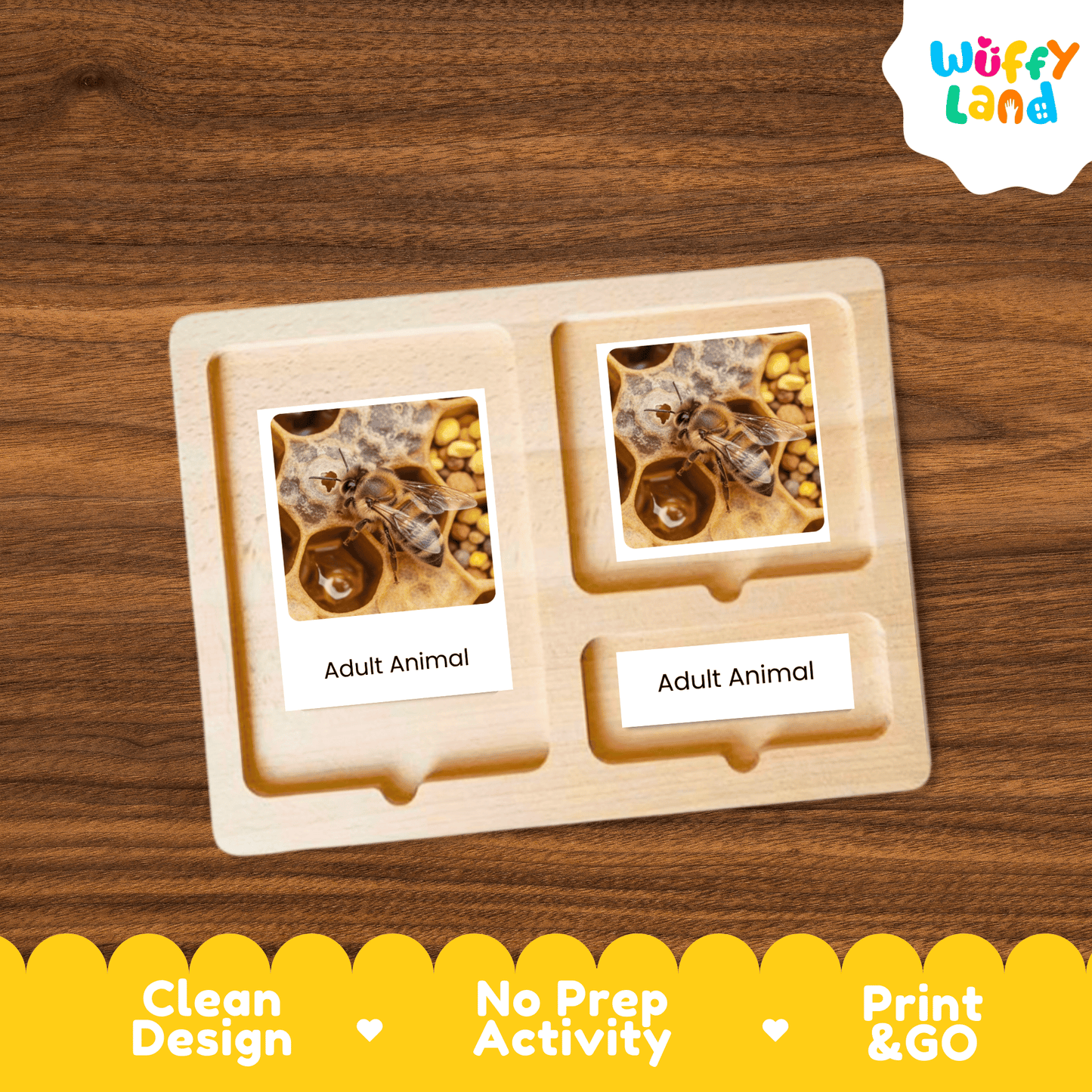 Bee Life Cycle Montessori 3-Part Cards - Science Zoology Flashcards