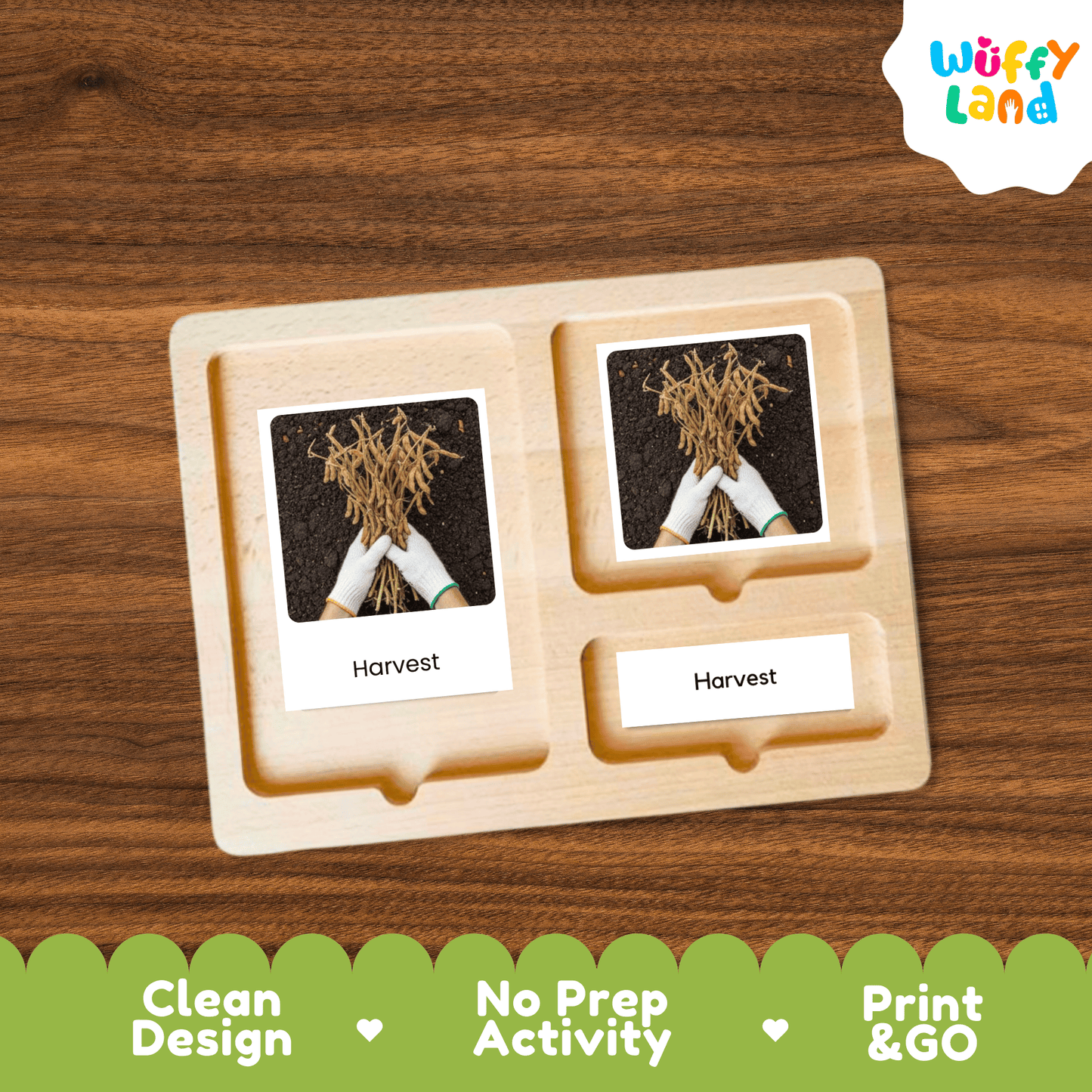 Soybeans Life Cycle Montessori 3-Part Cards - Science Botany Flashcards