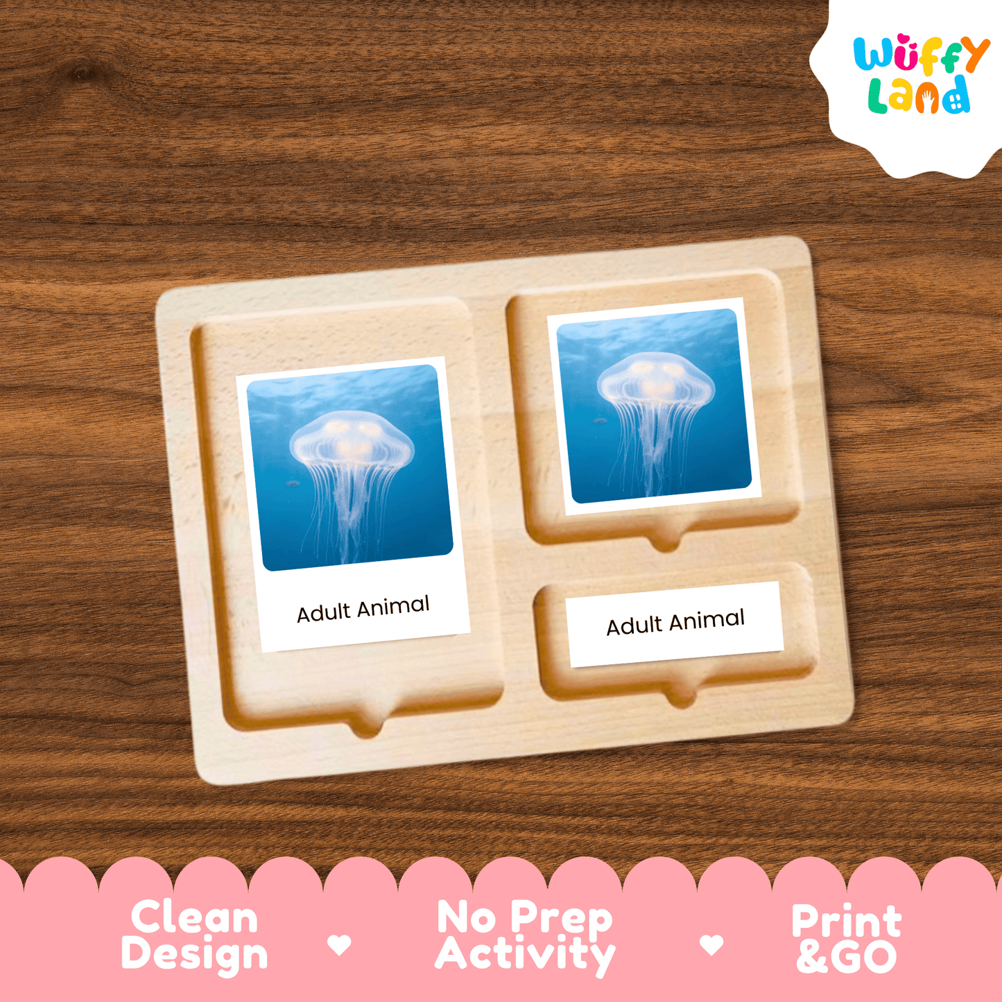 Jellyfish Life Cycle Montessori 3-Part Cards - Science Zoology Marine Flashcards