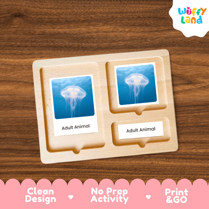 Jellyfish Life Cycle Montessori 3-Part Cards - Science Zoology Marine Flashcards