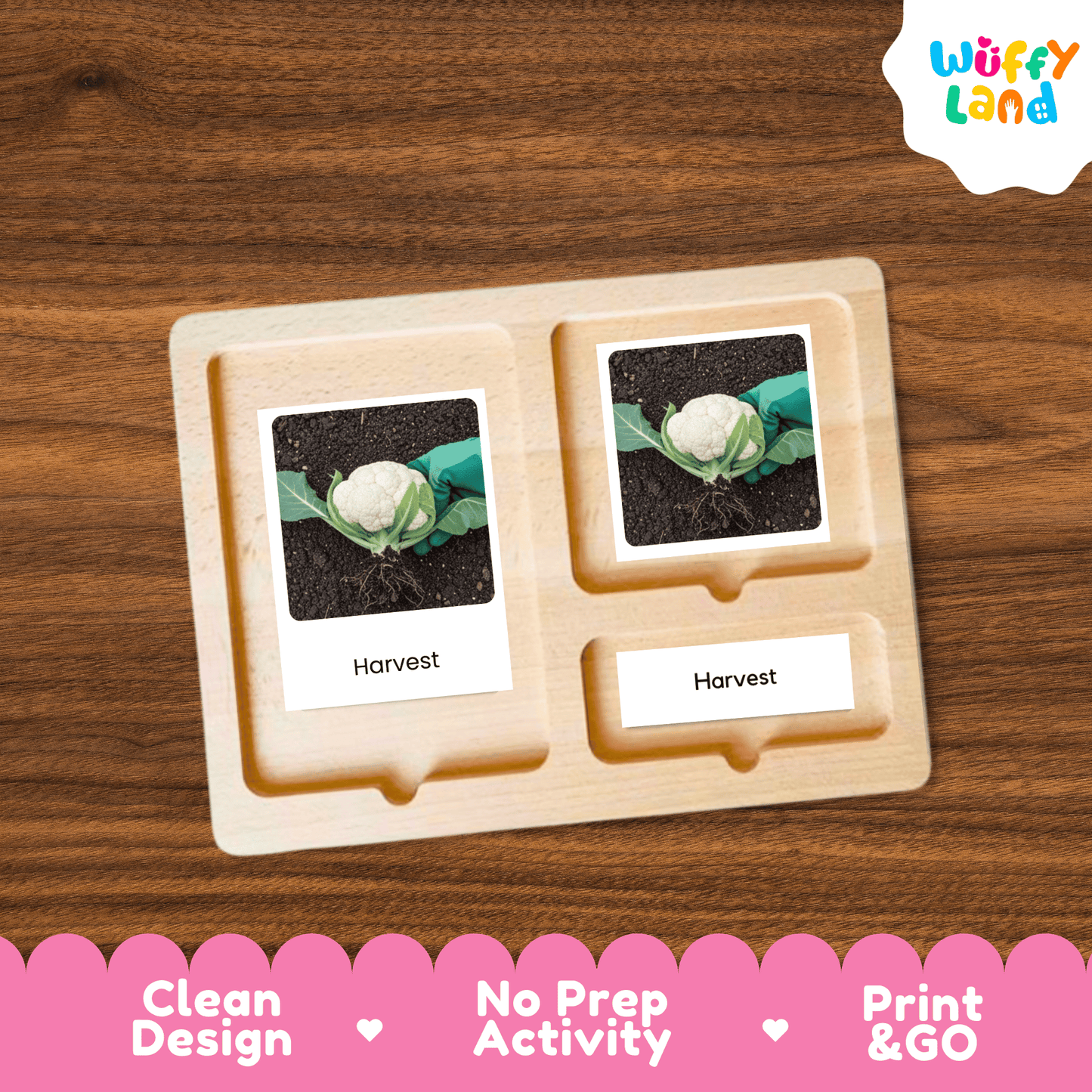 Cauliflower Life Cycle Activity Cut&Paste Worksheet Science Plant Growth Sequence